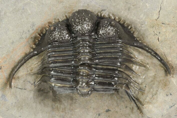 Spiny Cyphaspides Ammari Trilobite - Rare Species #189979